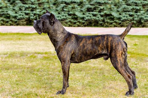 Cane Corso Boxer Mix: Everything We Know About It