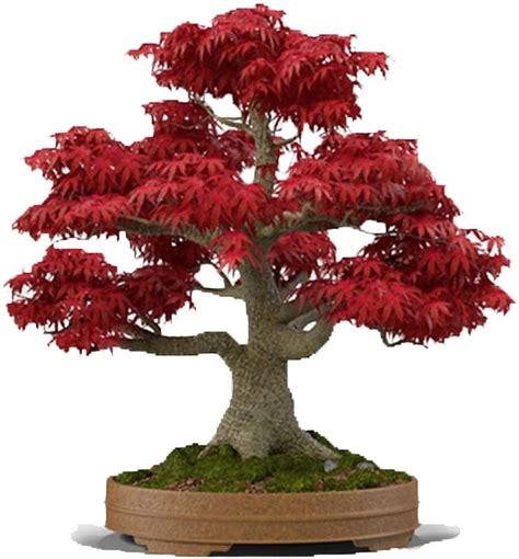 Japanese Maple Tree Bonsai For Sale of the decade Check it out now | leafyzen