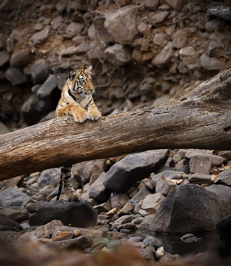 Tiger Cubs in India | Pugdundee Safaris