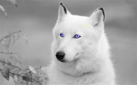 Pretty Edit White Wolf by JumpinWombango on DeviantArt