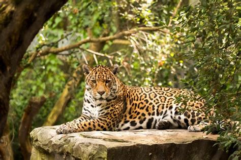 15 Wild Animals in Honduras [Wildlife in Honduras] - Kevmrc