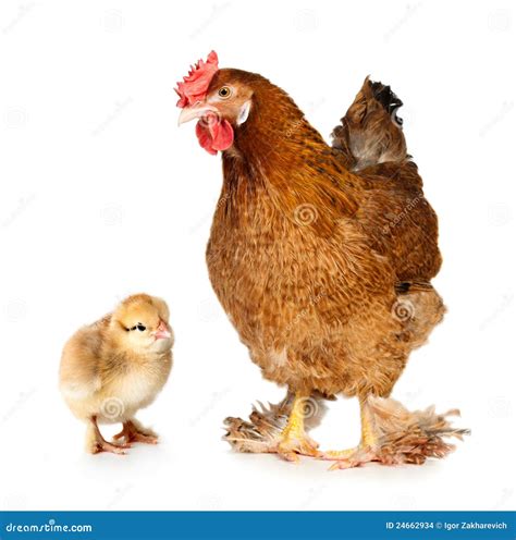 Chicken and chick stock photo. Image of background, view - 24662934