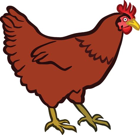 Broiler Chicken Png