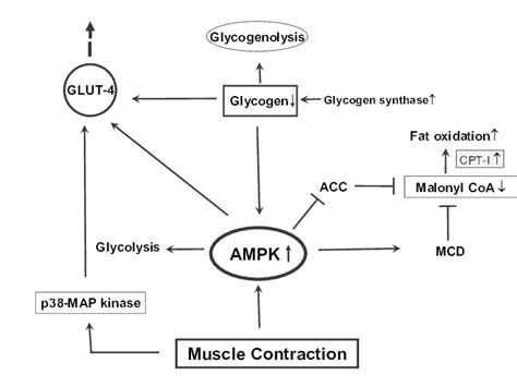 Glucose uptake during muscle contraction. | Download Scientific Diagram