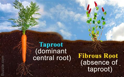 The Differences Between a Taproot and Fibrous Root System | Taproot ...