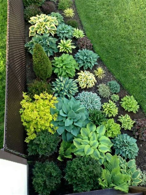 Outdoor Backyard Garden With Hosta Plants : Best Time To Plant Hostas #gardeningwithcontainers ...