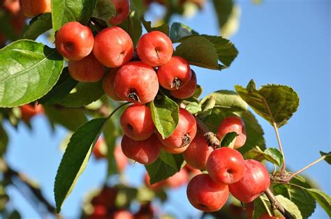 Alberi da frutto: ecco cosa devi sapere prima di piantarli