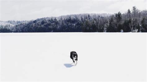 photography, Dog, Snow, Forest Wallpapers HD / Desktop and Mobile Backgrounds