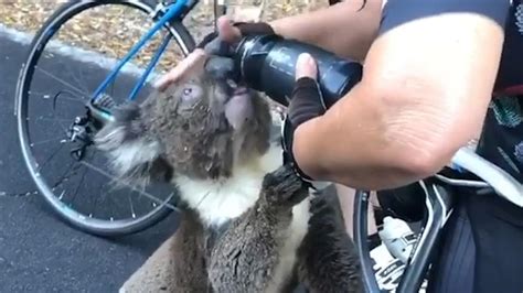 NUcheckt: Hundreds of millions of animals killed by forest fires in Australia - Teller Report