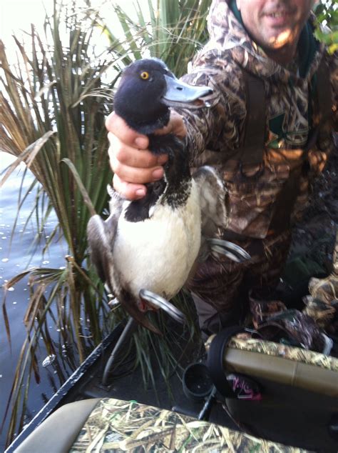 GREATER SCAUP : Diver Duck Hunting