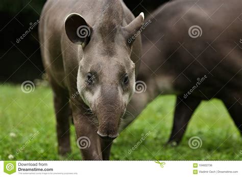 South American Tapir in the Nature Habitat Stock Photo - Image of mammal, amazon: 104832736