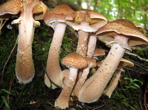 Armillaria mellea / Armillaria ostoyae / Armillaria solidi… | Flickr