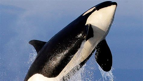 Group sues to expand protected orca habitat along West Coast