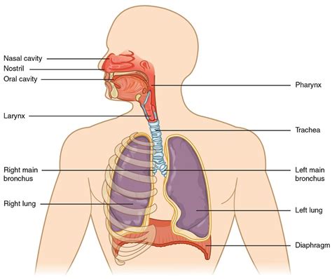 Respiratory System - Definition, Function and Parts | Biology Dictionary