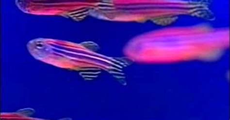 Do Glow-In-The-Dark Fish Stink? - CBS News