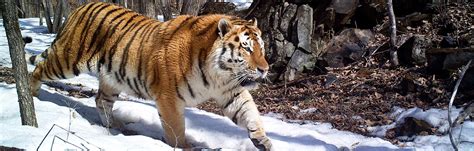 Amur Tiger Conservation in Lazovsky Zapovednik (ZSL Russia) | WildCats Conservation Alliance