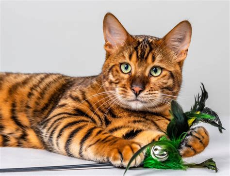 Toyger cat - Update Every Time