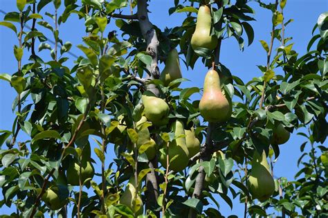 Pear Orchard Fruit · Free photo on Pixabay