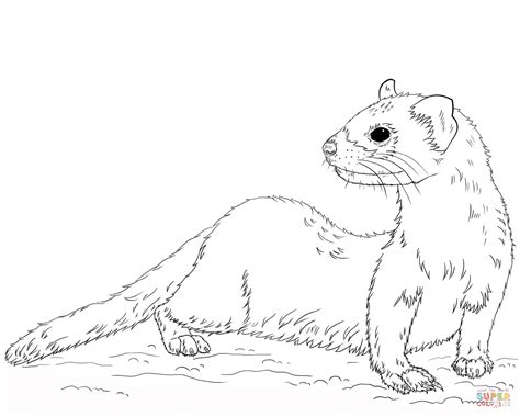 cute ferret coloring pages - Clip Art Library