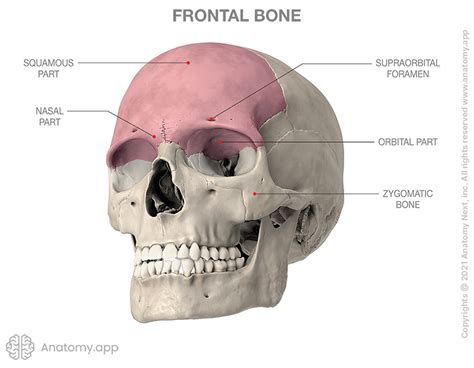 Frontal Eminence