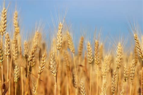 Winter wheat harvest wraps, spring harvest commences | 2020-08-06 | Baking Business