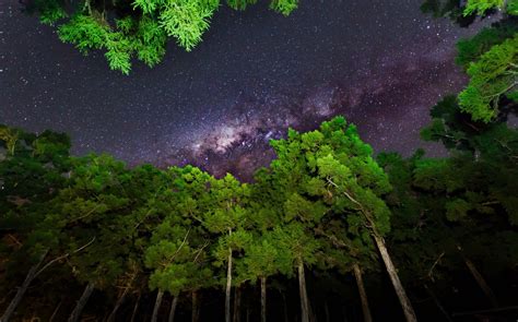 Green leafed tree painting, sky, forest, stars, Milky Way HD wallpaper | Wallpaper Flare