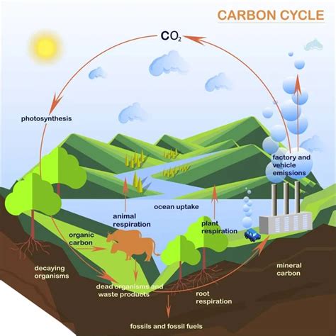 Ciclo del carbono Imágenes Vectoriales, Gráfico Vectorial de Ciclo del carbono | Depositphotos