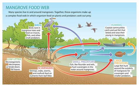 Mangrove Food Web :: Behance