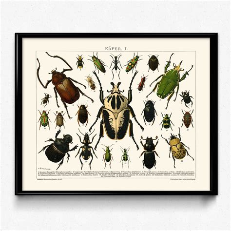 Beetles Vintage Print 2 Insects Poster Insect Picture - Etsy