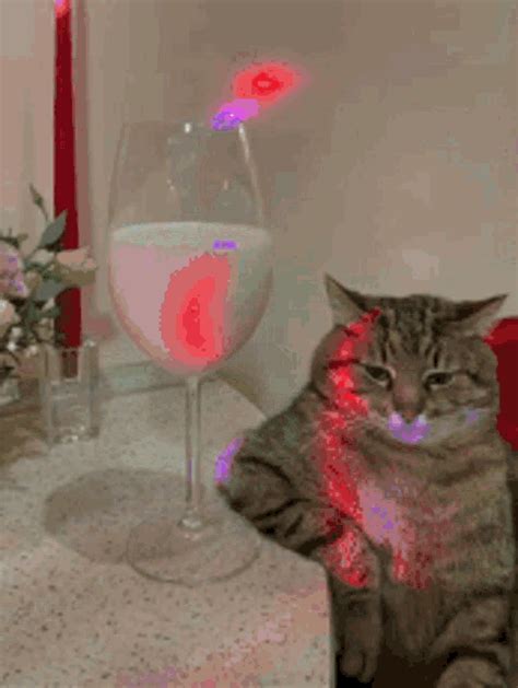 Cat GIF - Cat - Discover & Share GIFs