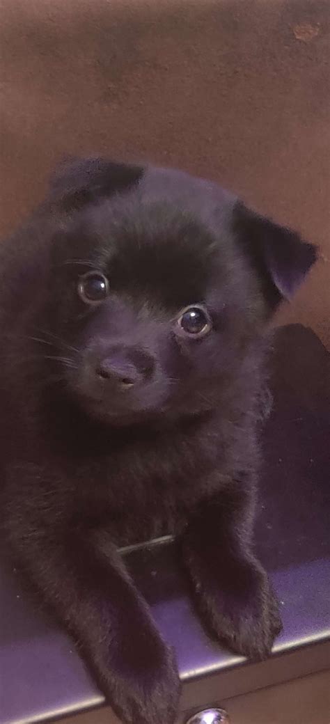 Schipperke Puppies For Sale