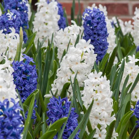 Hyacinth Bulbs | Item # 4053 Blue Delta | For Sale - Colorblends®