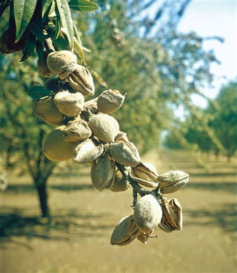 Almond | Definition, Cultivation, Types, Nutrition, Uses, Nut, & Facts | Britannica