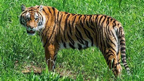 Tiger populations grow in India and Bhutan - BBC News