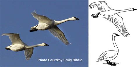 swan-identification-Craig-Bihrle.jpg