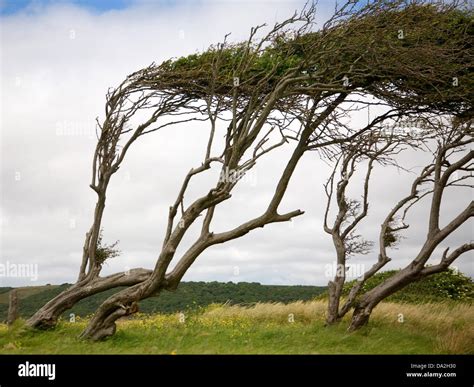 Uk strong wind hi-res stock photography and images - Alamy