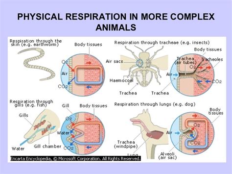 Respiratory system in mammals