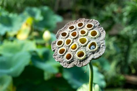 Lotus Flower seed head 6826361 Stock Photo at Vecteezy