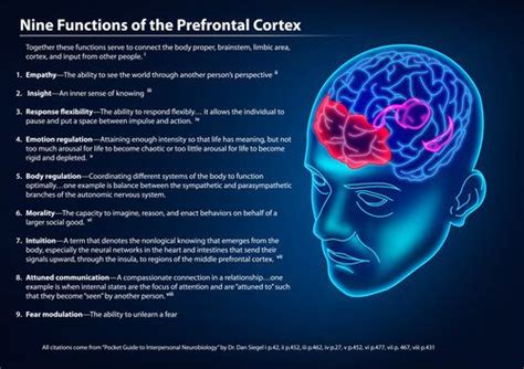 9 functions of the PreFrontal cortex | Neuroscience, Brain anatomy and ...