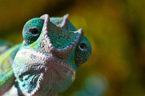 8 Amazing Facts About Chameleon Eyes – Chameleon School