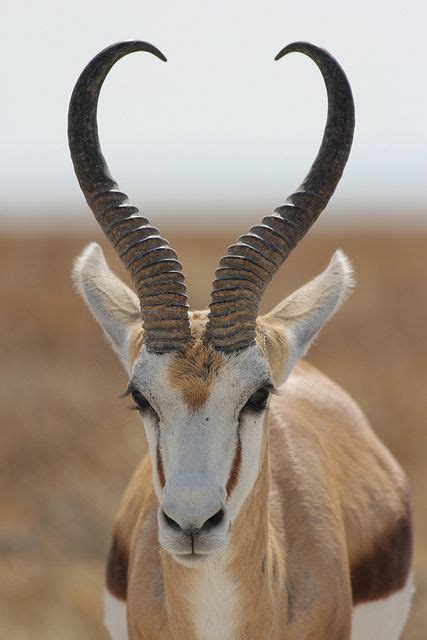 Springbok gazelle with a characteristic habit of leaping (pronking) when disturbed, forming ...