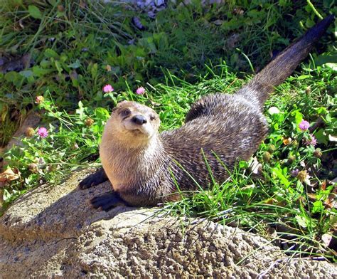 otter pic | NEW Zoo & Adventure Park