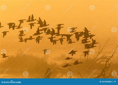 Flock of Ducks Flying in Sunrise Over the Lake Stock Photo - Image of ...