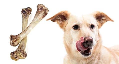 My Dog Ate Chicken Bones - A Veterinarian’s Guide