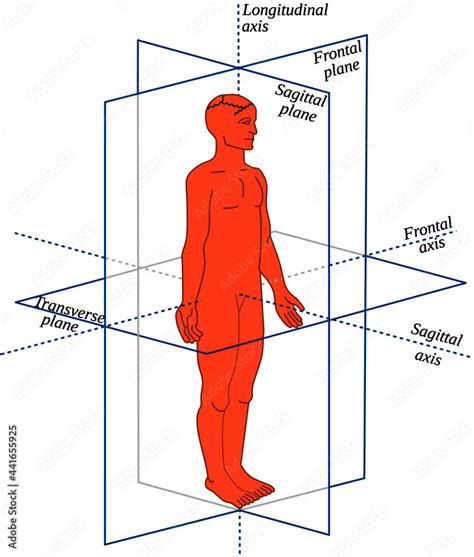 Anatomical Planes and axes in a Human-All body movements occur in ...