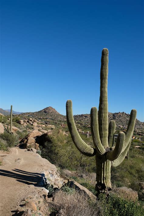 Desert adaptations ripe with biomimicry inspiration include: dodging or ... | Desert adaptations ...