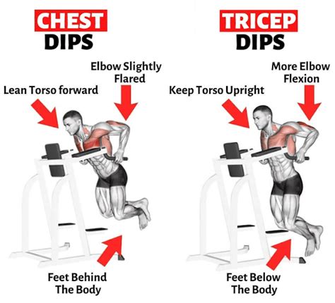 What do dips work (A guide for bodybuilders)