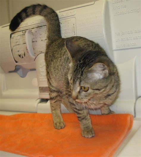 Adopt *ADOPTED* #27798 GORDY is at PETSMART on Petfinder | Grey tabby kittens, Petsmart cat ...