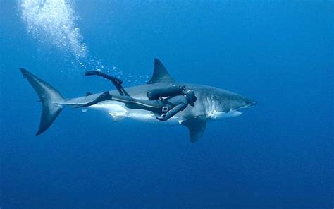 All About Sharks, Funny Animals, Cute Animals, Jaws Movie, Shark Swimming, Dangerous Animals ...