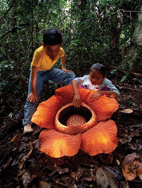 Life is a Danceable Tragedy | Rafflesia Arnoldii Rafflesia arnoldii is ...